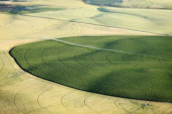 Go West Young Man Crop Circle
